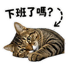 Tabby Cat 虎斑貓-La2murmur-常用系列