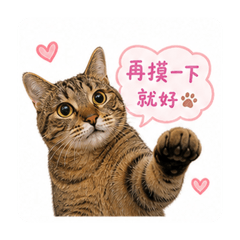 灰仔日常❤️
