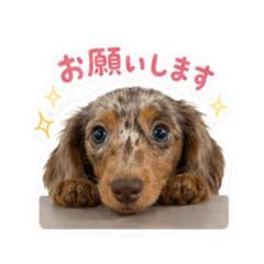 yamauchi_20260514200729