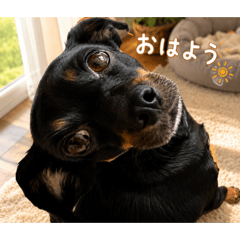 roco_20260515004741