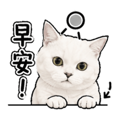 Melon the cat 日常1