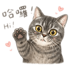 Fuji小公主