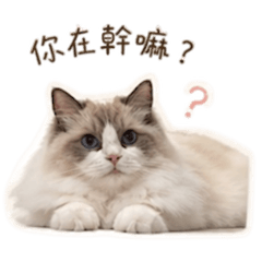 肥洛多♡cats