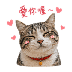 我是香菇 香菇是我