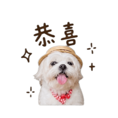 西施犬毛毛 3