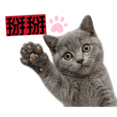 Cats’ life2