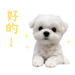 牛奶糖 麻豆明星張糖糖