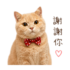 維他命花生麻糬Qten