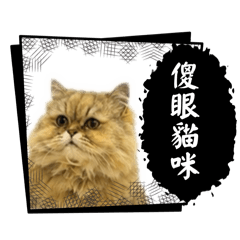 咪哥的日常生活