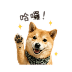 柴犬Jeremy哈囉