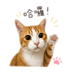 天使橘貓♡
