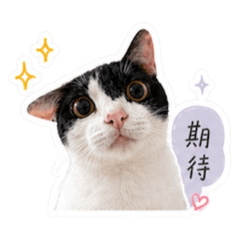 奧利給貓貓第二彈