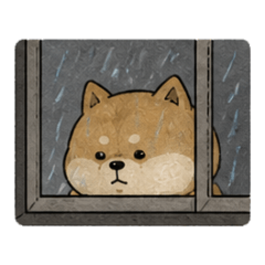 Drama Shiba