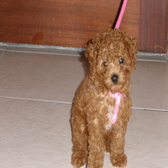 Doby in Chen's Home