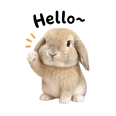 My rabbit, Happy