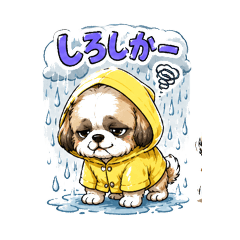 Shih Tzu dog (Hakata dialect)