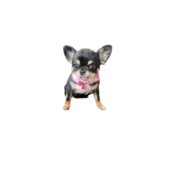 My Chihuahua Stickers