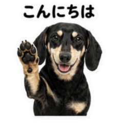 Dachshund Smooth Black and Cream