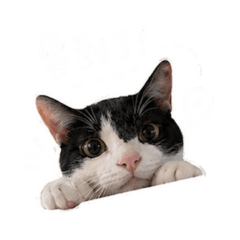 奧利給貓貓線條版