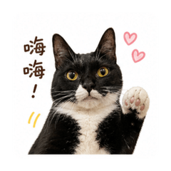 Mo墨小公主❤️
