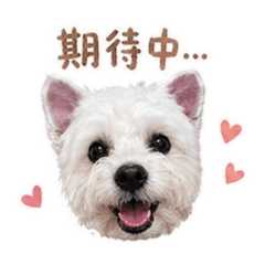 可愛的仔寶(´∀｀) - 大頭篇