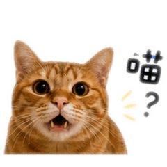 我是一隻中央貓寶寶