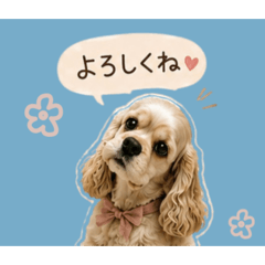 lulu_20260514202458
