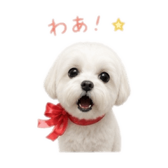 saika_20260514202535
