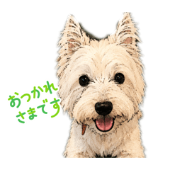 Westie kira