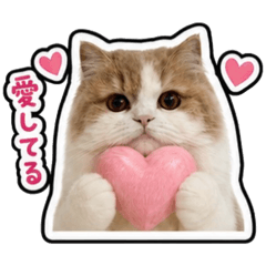 koko_20260515034635