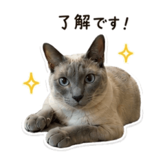 enma_20260515045021