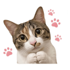 漫漫の貼圖