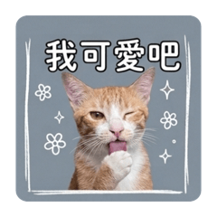 限定的溫柔：小寶貝的日常
