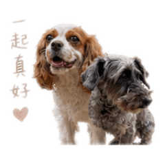 冒牌小姐與流氓
