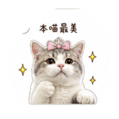 貓咪的日常❤️