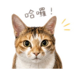 臭咪搗蛋喵（第二彈）