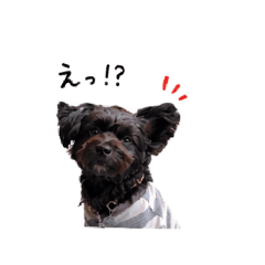COO.days_20260515053559