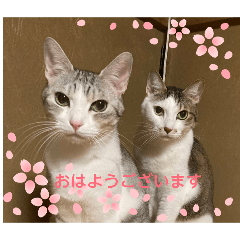 chamsuke_20260515061941