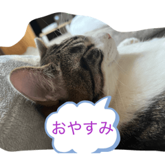 YURIGUMI_20260515062440