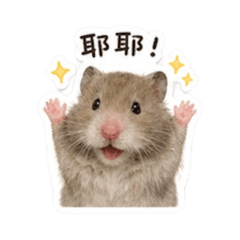 小倉鼠嚕嚕
