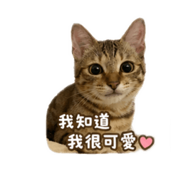 小虎虎寶寶