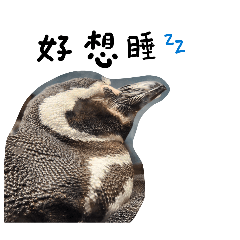 動物們的日子