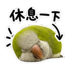和尚三隻鸚鵡（抹茶拿鐵寶貝）