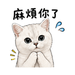 棉棉工作日常