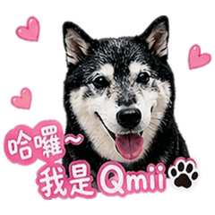 柴犬哥_Qmii 13歲