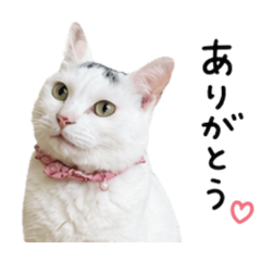 Chiroruchocochip_20260514203432