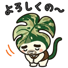 Life with Monstera 9