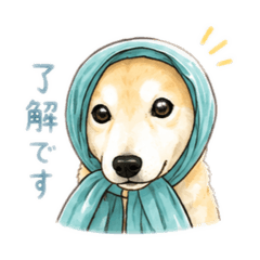 Konatsu the Shiba Inu
