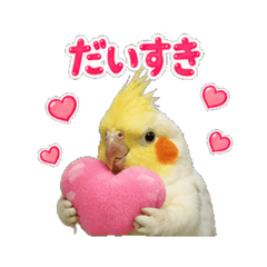 Real Cockatiel Daily Stickers 24pcs