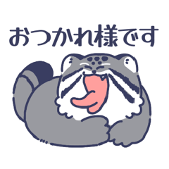 A polite Pallas's cat